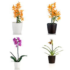 Image showing Beautiful orchid flowers in a flowerpot