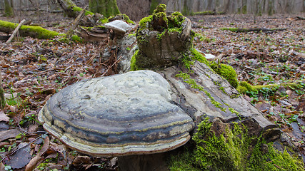 Image showing Giant Polypore fungi in fall