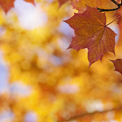 Image showing Autumn Leaf Background