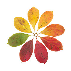 Image showing Autumn Color Symbol