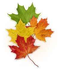 Image showing Basic_Maple_Leaves