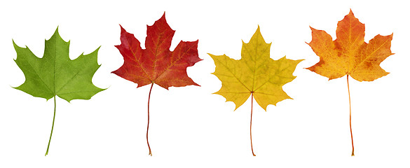 Image showing Basic_Maple_Leaves