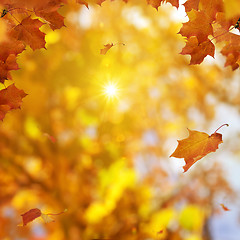 Image showing Golden Autumn