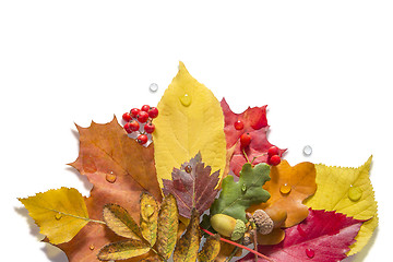 Image showing Isolated Autumn Collection