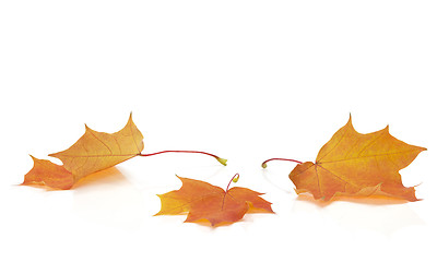 Image showing Isolated Autumn Leaves 