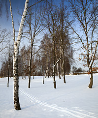 Image showing winter park  