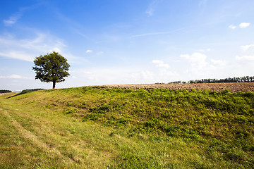 Image showing tree in the field 