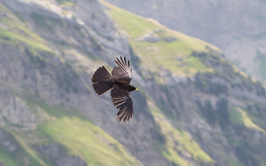 Image showing Alpine Chough (Pyrrhocorax graculus) flying