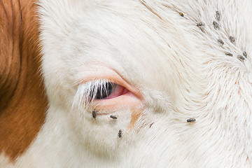 Image showing Troublesome flies in the cow\'s eye