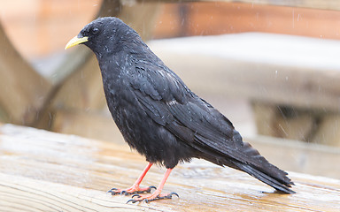 Image showing Alpine Chough (Pyrrhocorax graculus)