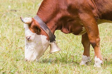 Image showing Brown milk cow in a meadow of grass