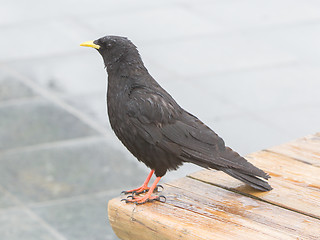 Image showing Alpine Chough (Pyrrhocorax graculus)