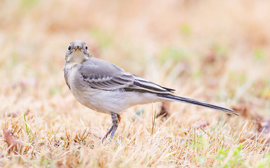 Image showing Yellow wagtail, female