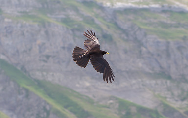 Image showing Alpine Chough (Pyrrhocorax graculus) flying