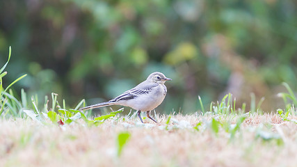 Image showing Yellow wagtail, female