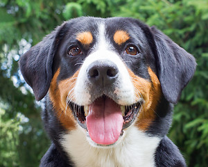 Image showing Young Sennenhund, close-up