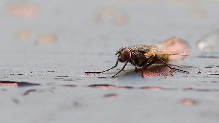 Image showing Fly sitting on some old paintwork