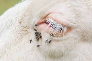 Image showing Troublesome flies in the cow\'s eye