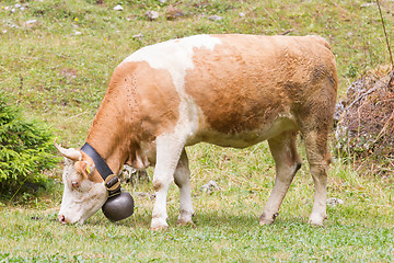 Image showing Brown milk cow in a meadow of grass