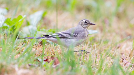 Image showing Yellow wagtail, female