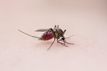 Image showing Lapland Mosquito