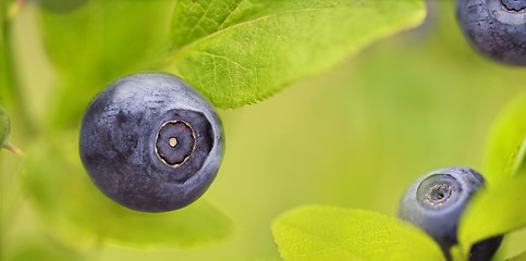 Image showing Wild Blueberry