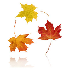 Image showing Jumping Autumn Leaves