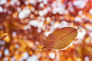 Image showing Colorful Autumn