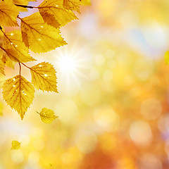 Image showing Birch_Autumn