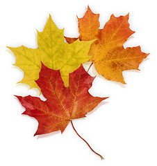 Image showing Basic_Autumn_Leaves