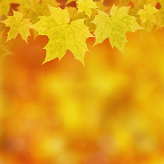 Image showing Autumn Maple