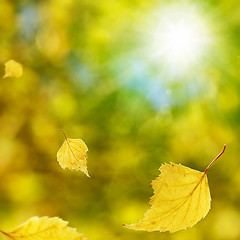 Image showing Autumn Birch