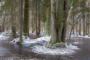 Image showing Winter landscape of first snow in old forest