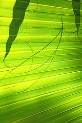 Image showing abstract green leaf   the  