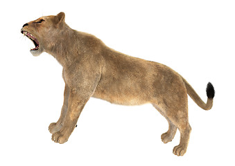 Image showing Female Lion