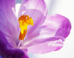 Image showing crocus