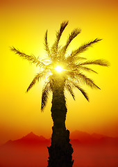 Image showing Palm in desert