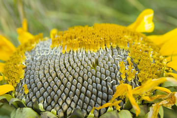 Image showing Sunflower