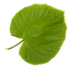 Image showing Green linden-tree leaf