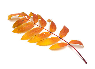 Image showing Autumn rowan leaves