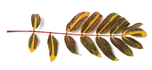 Image showing Multicolor rowan leaf on white background