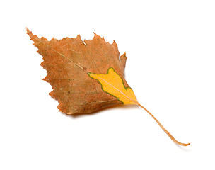 Image showing Autumn leaf of birch