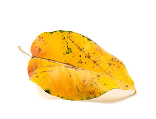 Image showing Yellowed autumn leaf on white background