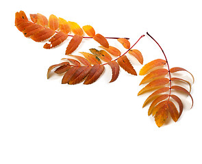 Image showing Three autumnal rowan leaves