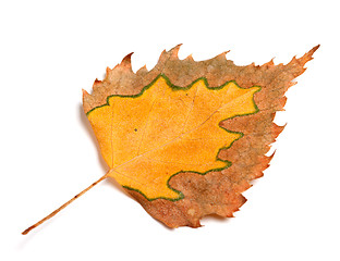 Image showing Autumn birch leaf