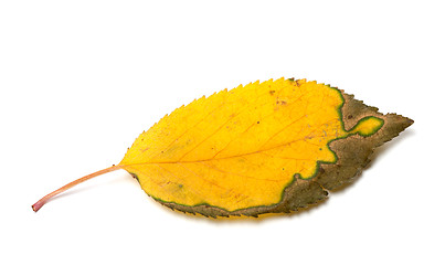 Image showing Dried yellowed autumn leaf