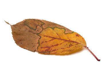 Image showing Multicolor autumn leaf on white background