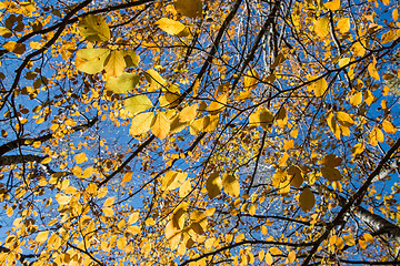 Image showing Yellow leaves on blue sky