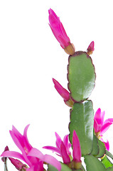 Image showing Easter Cactus (Rhipsalidopsis cactus)