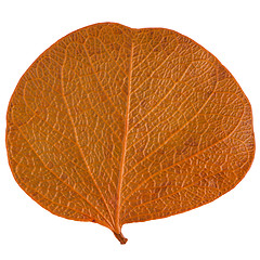 Image showing Autumn leaf